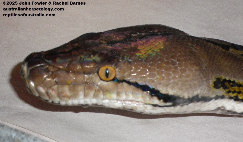 Reticulated Python (Malayopython reticulatus) with normal patterning 